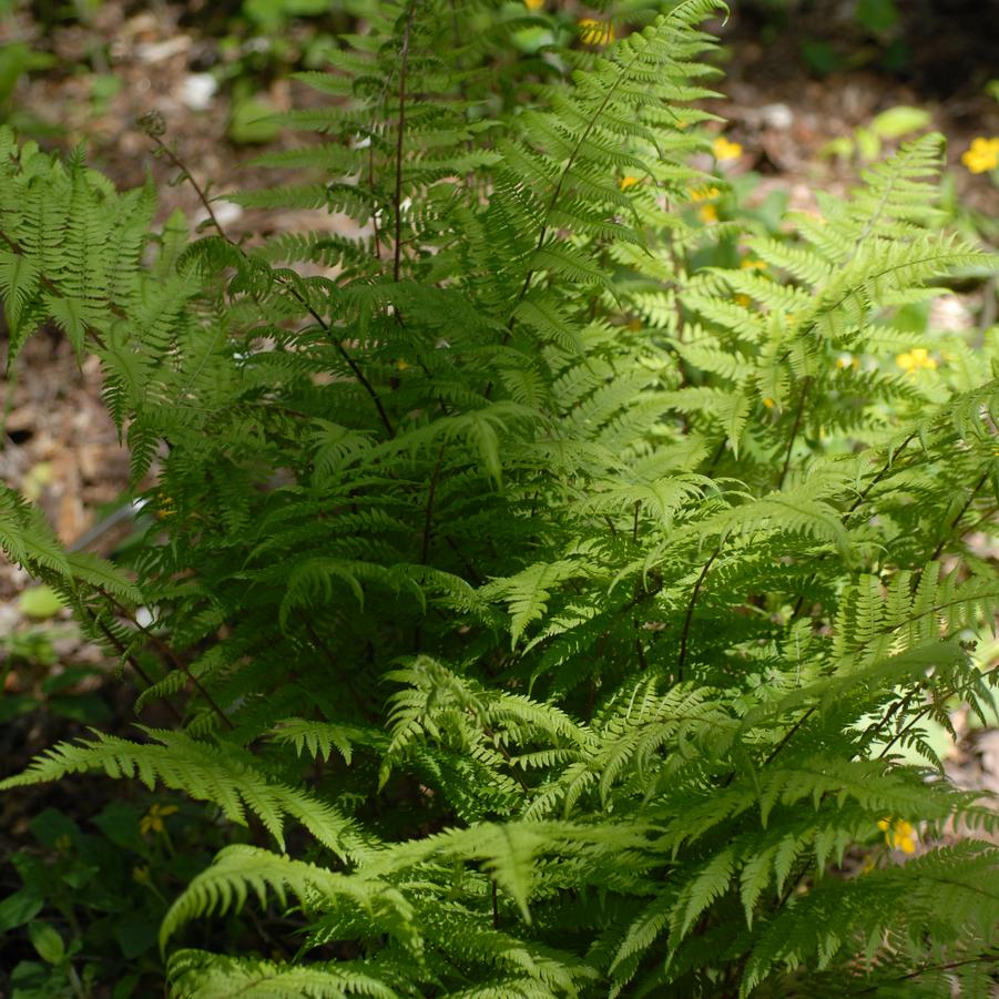 Athyrium angustum 'Forma 'Rubellum'