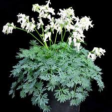 Dicentra ‘Amore™ Titanium’ PPAF