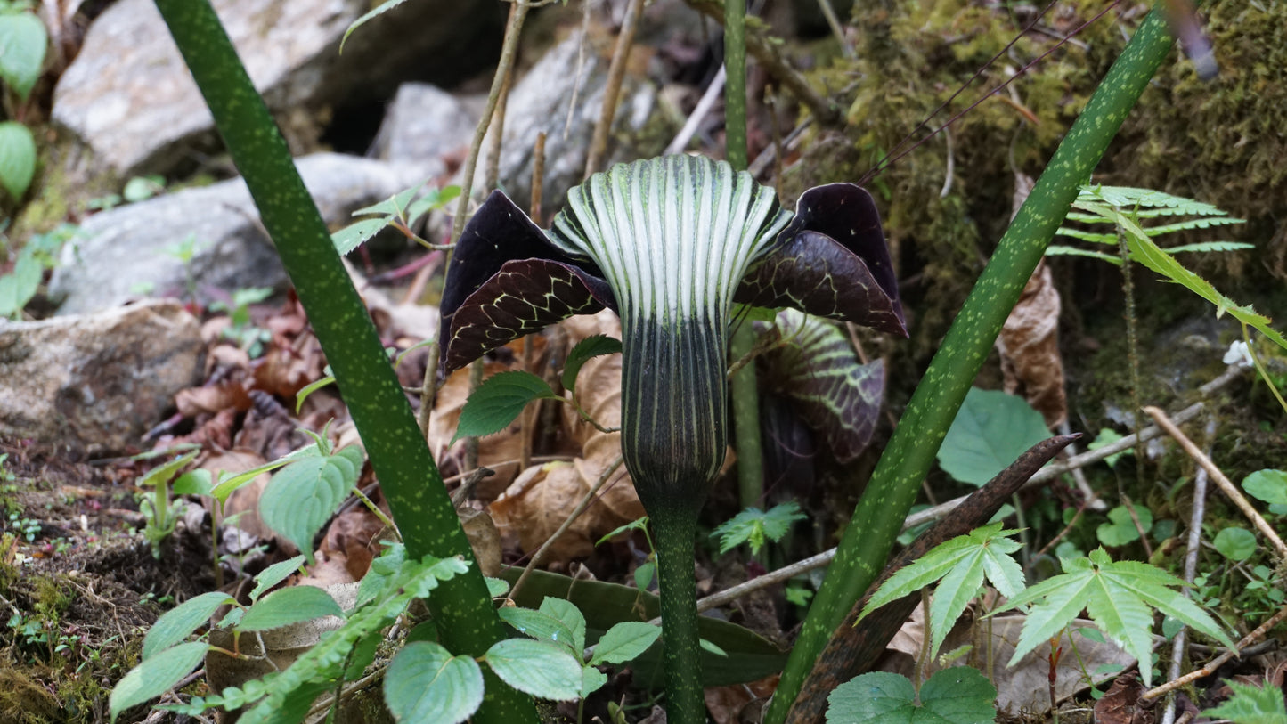 Arisaema griffithii