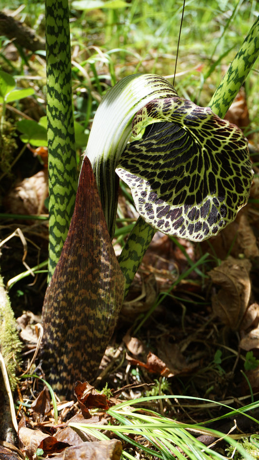 Arisaema griffithii