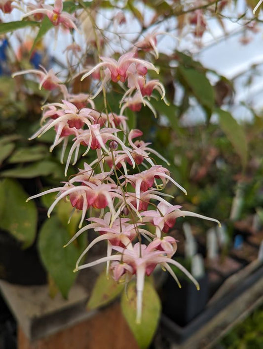 Epimedium ‘Pink Champagne’  Avail for May orders