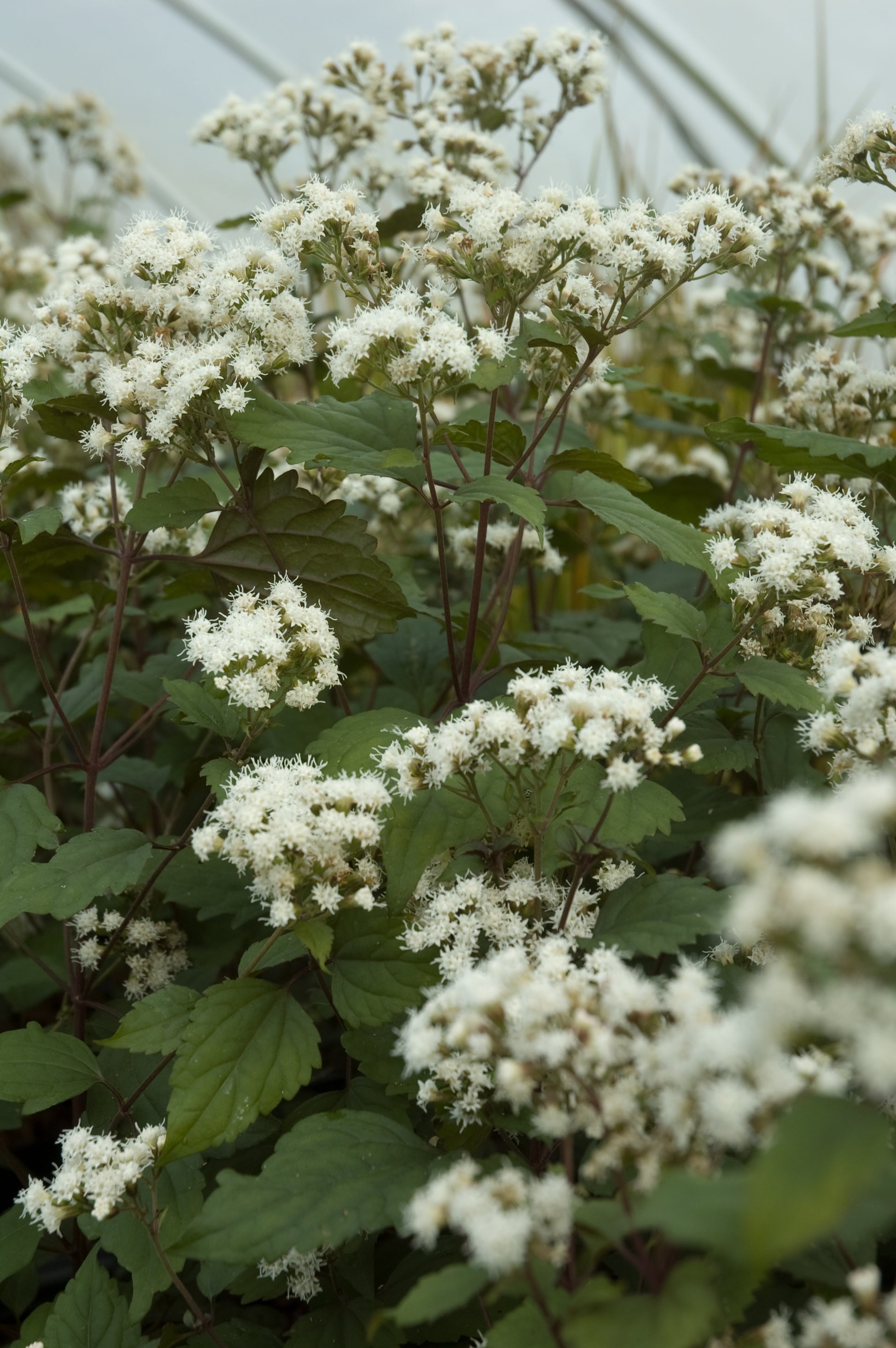 eupatorium altissima Eupatorium rugosum 'Chocolate' – Secret Garden Growers