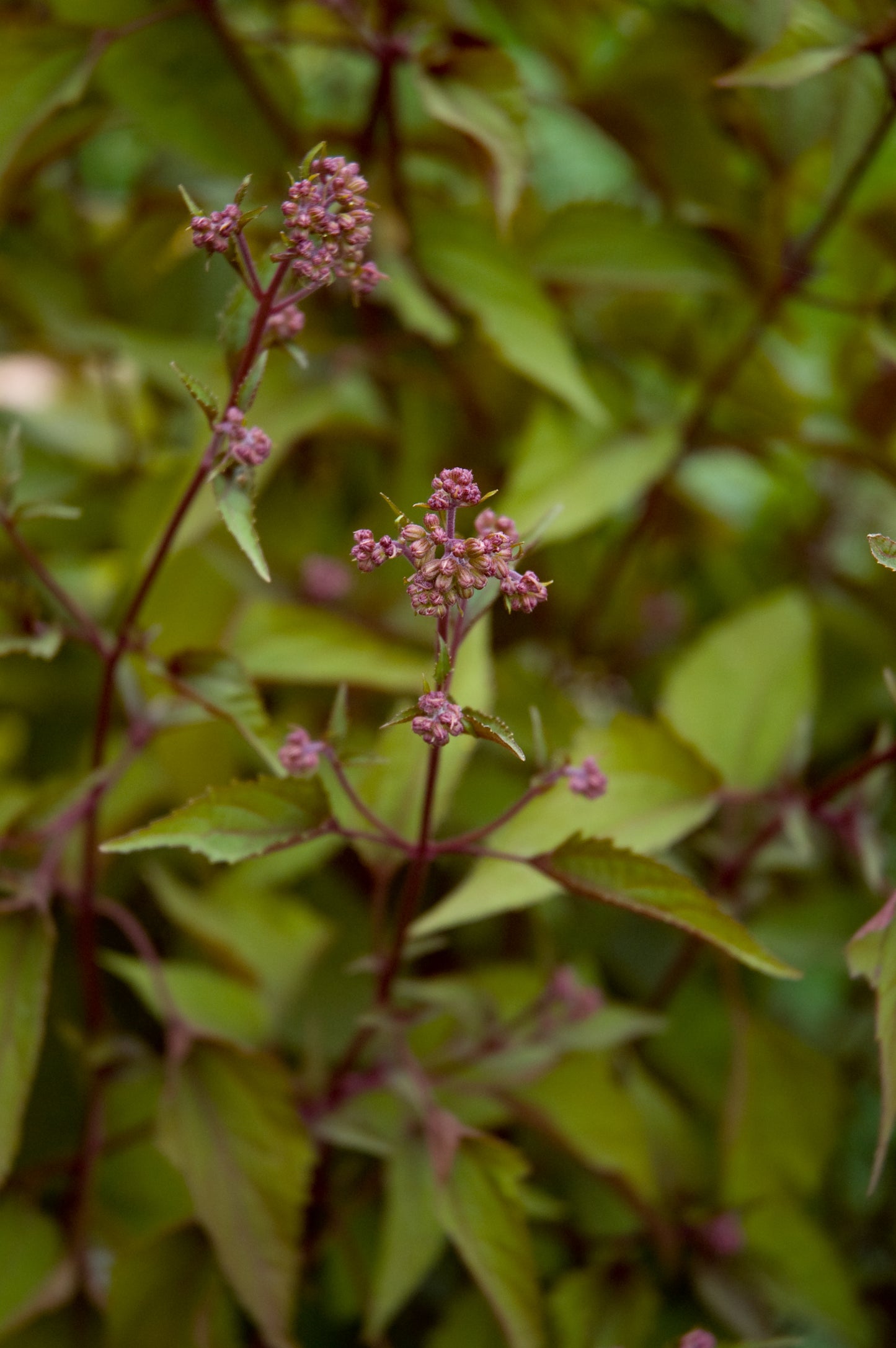Eupatorium rugosum ‘Chocolate’ – Secret Garden Growers