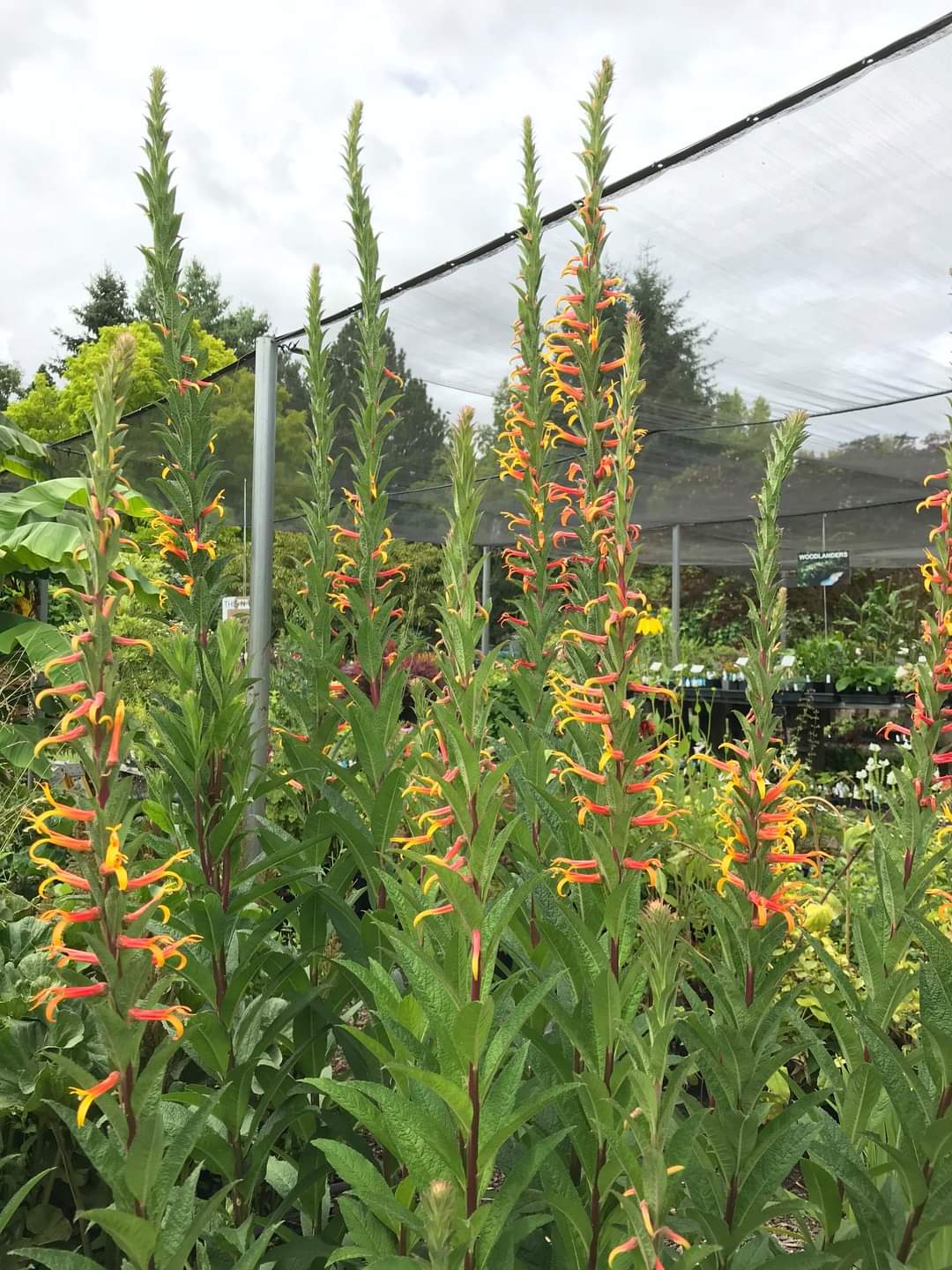 Lobelia ‘Bruce Wakefield’