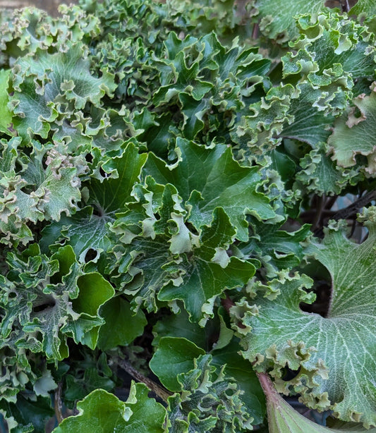 Farfugium japonicum ‘Wavy Gravy’