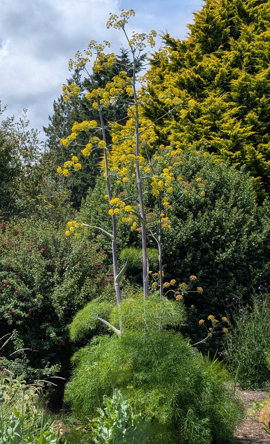 Ferula communis