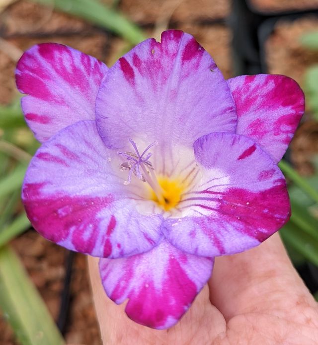 Freesia ‘Single Blue’