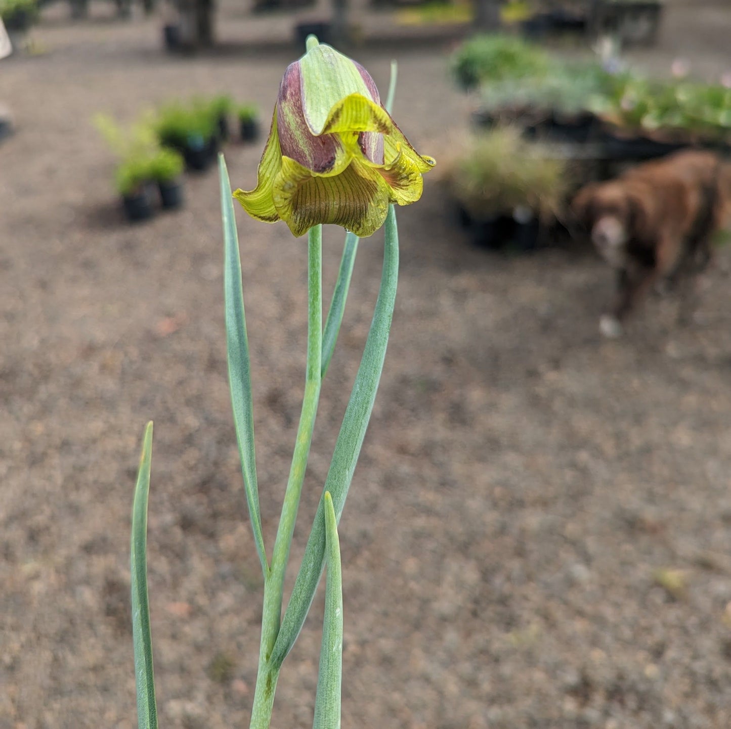 Fritillaria acmopetala