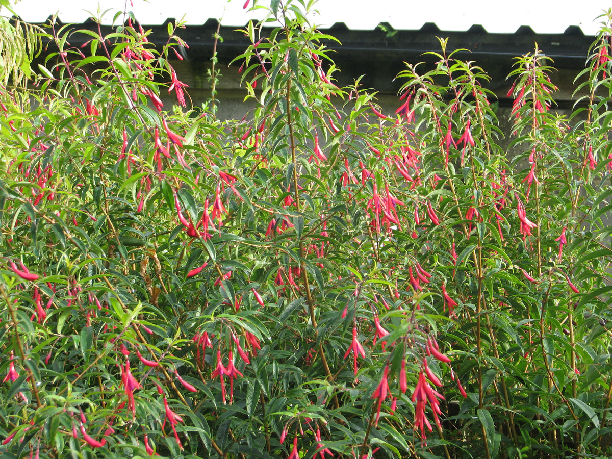Fuchsia hatschbachii – Secret Garden Growers