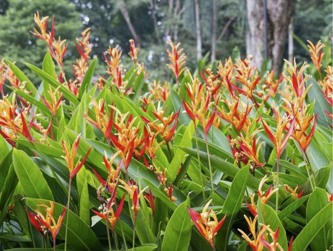 Heliconia schiedeana