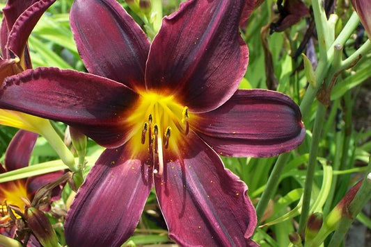 Hemerocallis ‘Firelight’