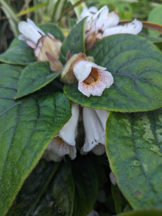 Hemiboea subacaulis var. Jiangxiensus