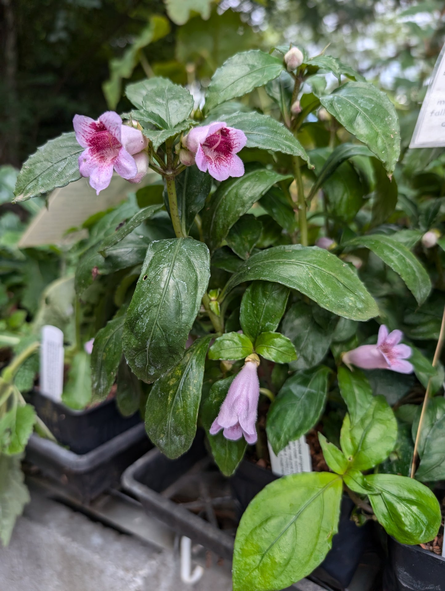 Hemiboea strigosa