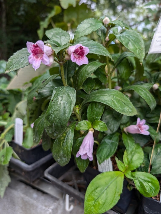 Hemiboea strigosa