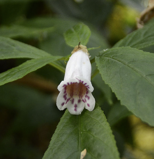 Hemiboea bicornuta