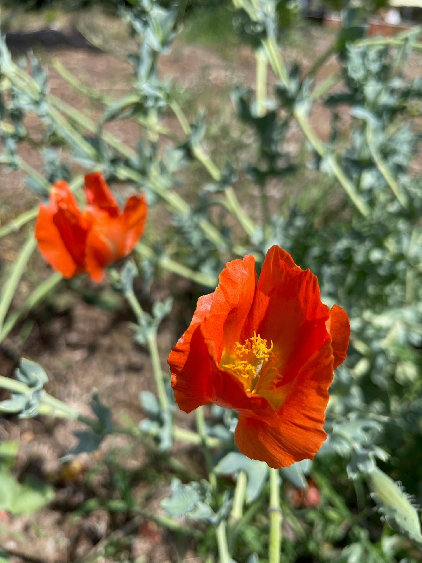 Glaucium flavum var. aurantiacum