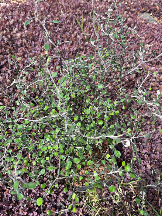 Corokia cotoneaster