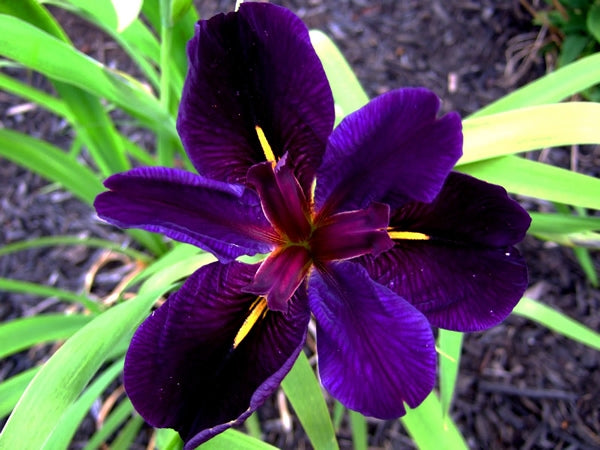 Iris x louisiana ‘Black Gamecock’