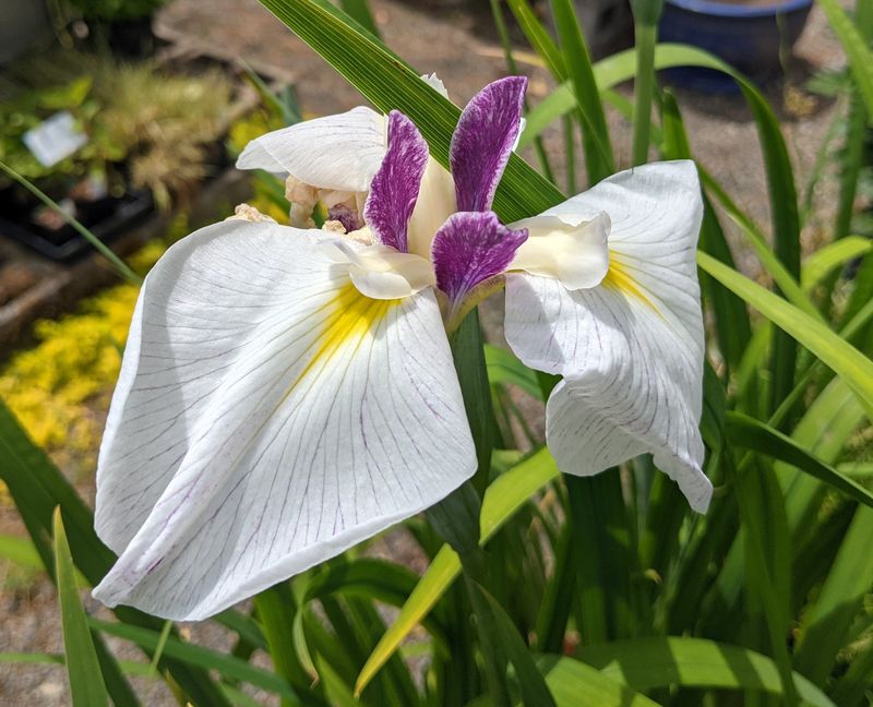 Iris ensata ‘Komachi Musume‘