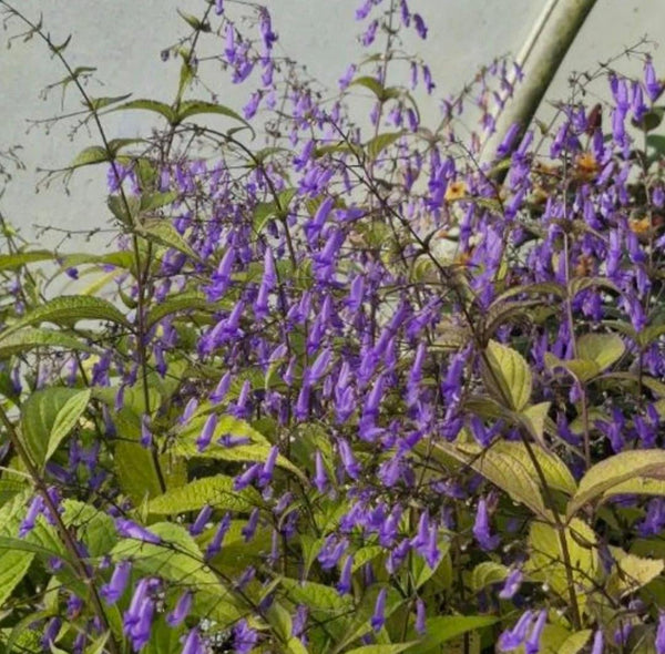 Isodon effusus – Secret Garden Growers