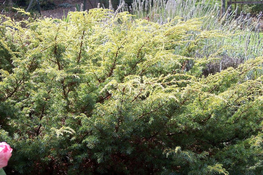 Juniperus communis ‘Depressus Aureus‘