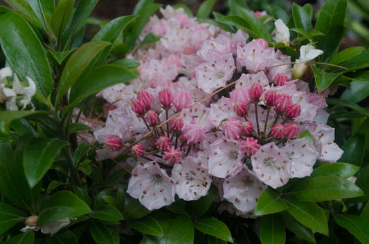Kalmia latifola ‘Tiddlywinks’