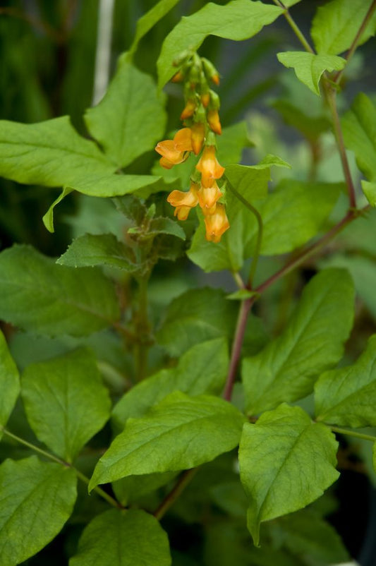 Lathyrus aureus