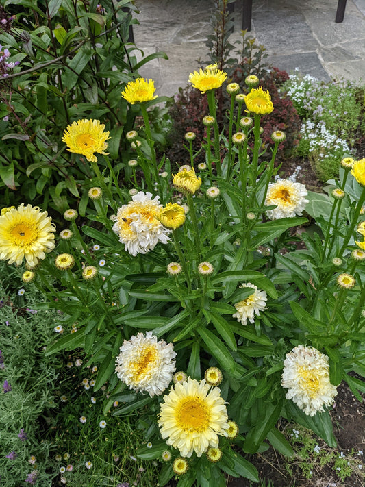 Leucanthemum x superbum ‘Real Charmer’  PP27,687