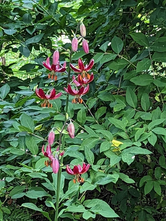 Lilium Martagon 'Claude Shride'