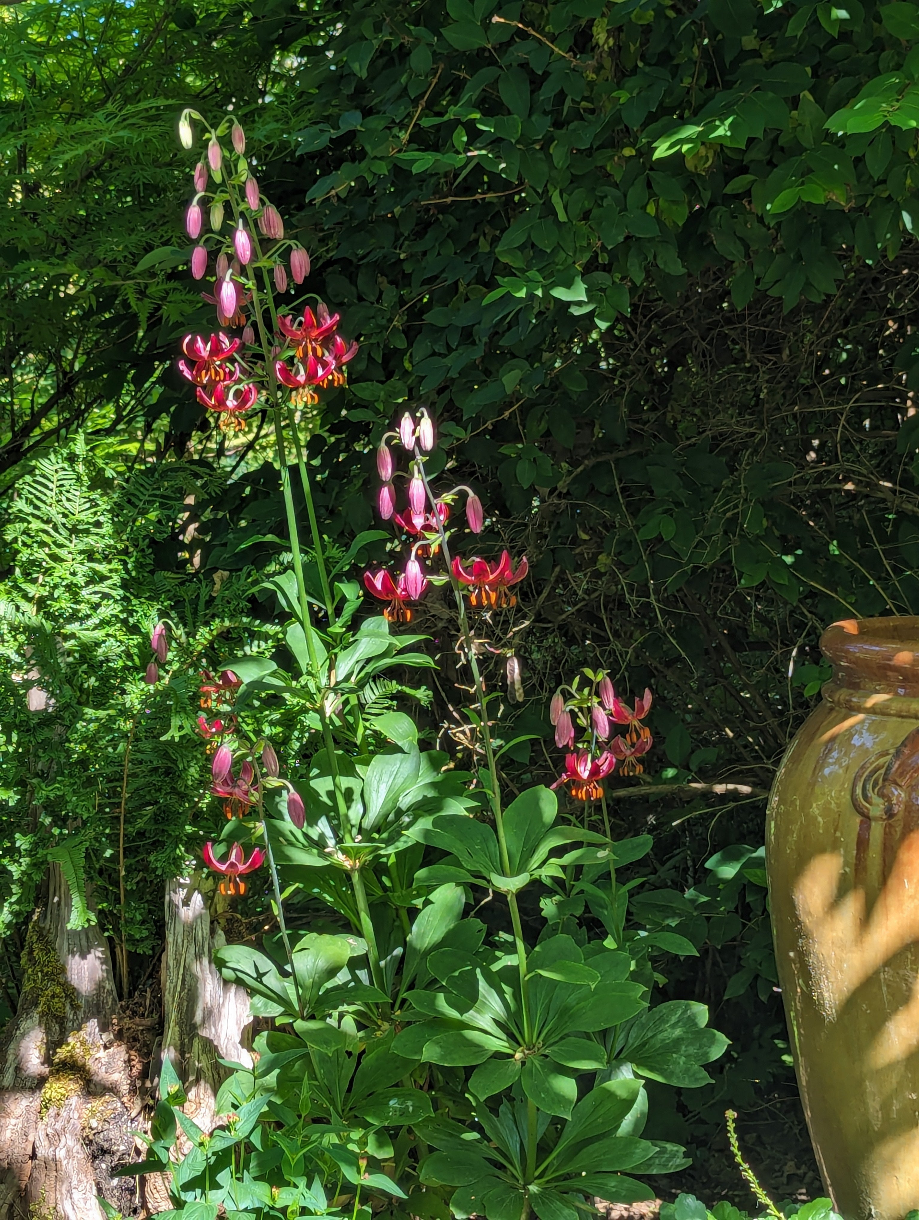 Secret Garden Growers Lilium Martagon Claude Shride