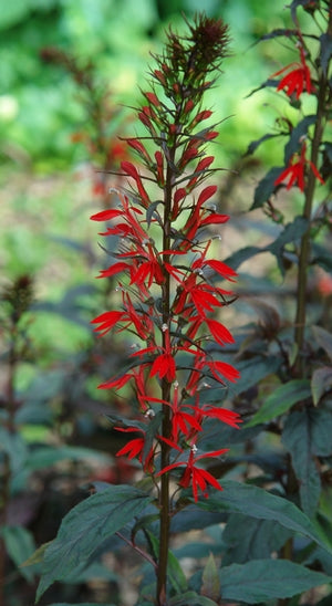 Lobelia cardinalis 'Black Truffle'