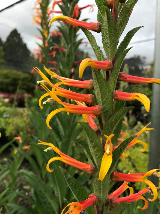 Lobelia ‘Bruce Wakefield’