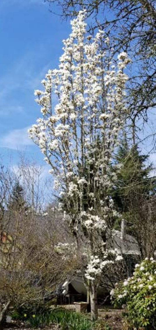 Magnoila cylindrica  ‘Marilyn’s Choice’™   PP34917