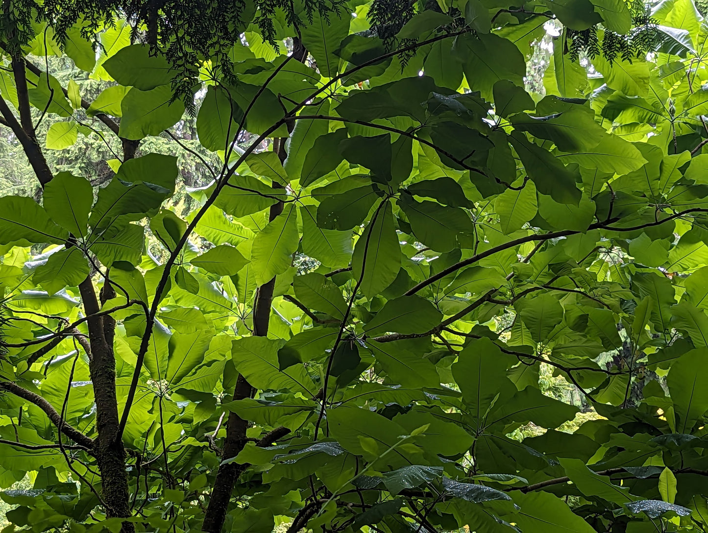 Magnolia macrophylla ashei