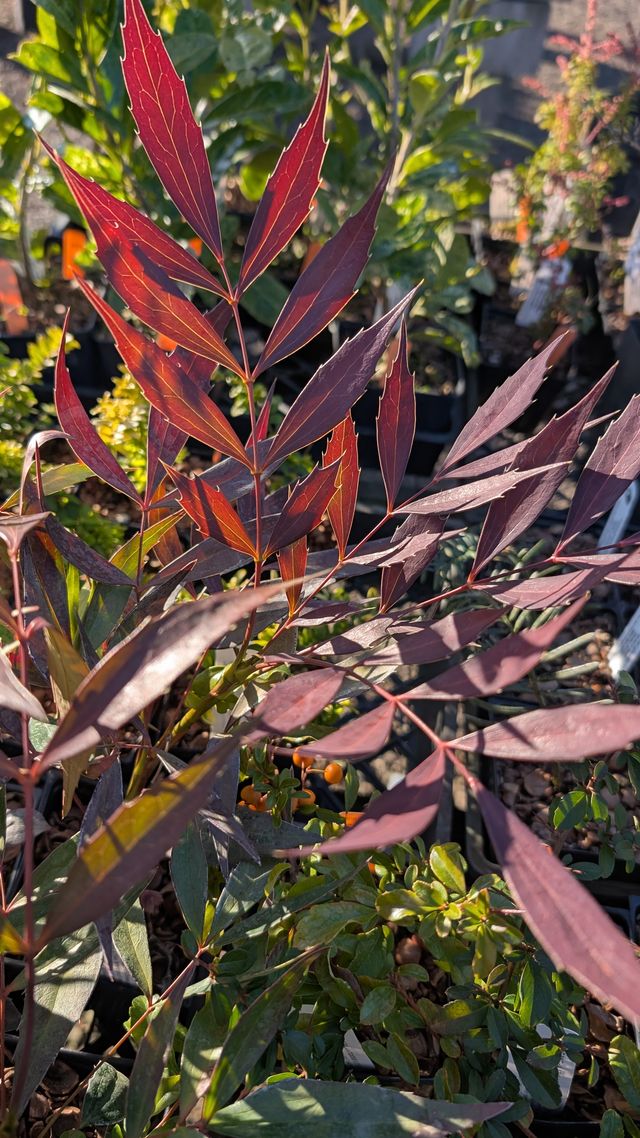 Mahonia x savilliana