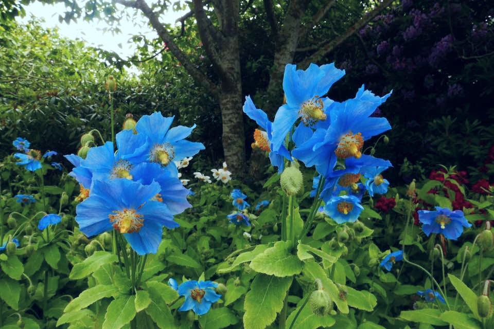 Meconopsis x sheldonii 'Lingholm' – Secret Garden Growers