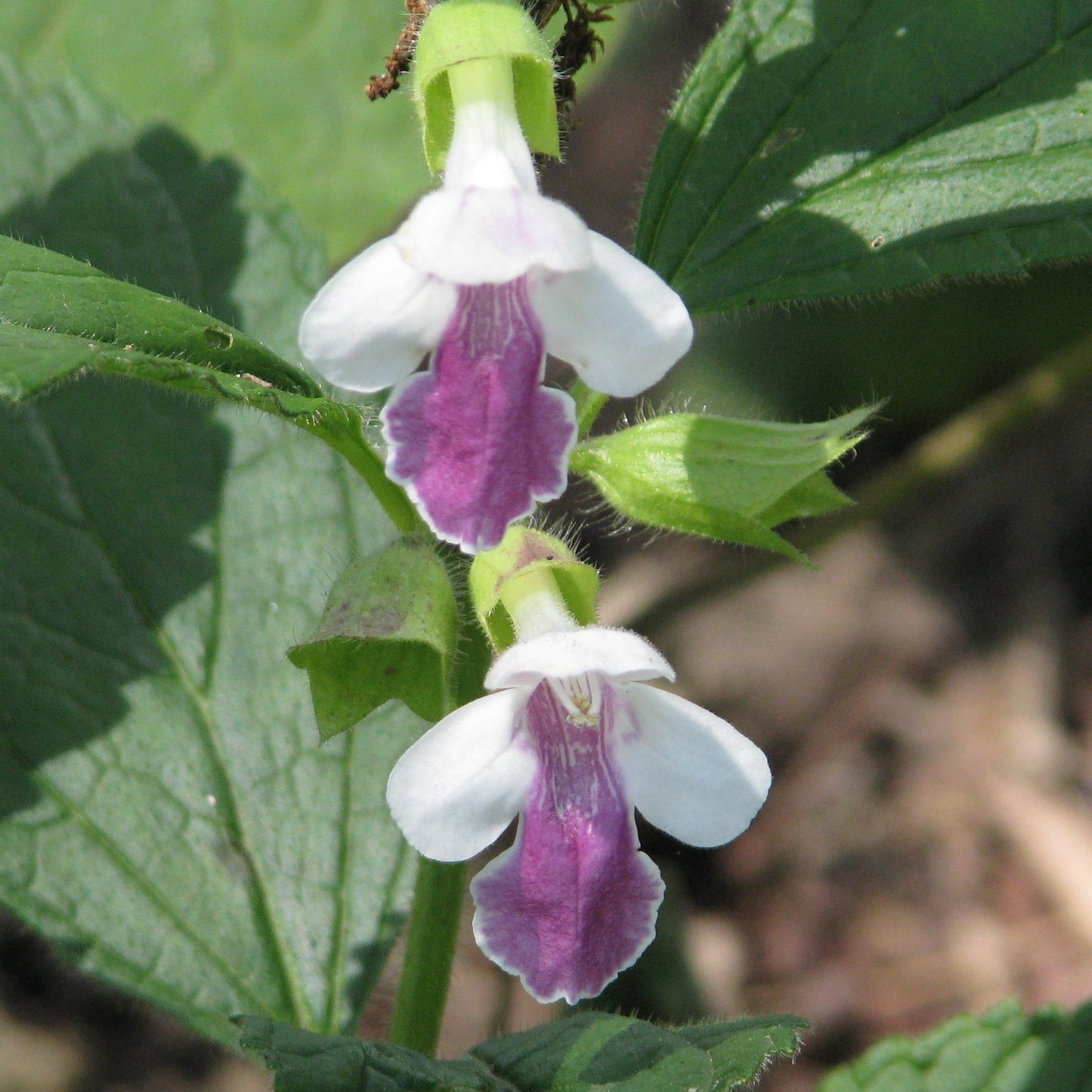 Melittis melissophyllum 'Royal Velvet Distinction