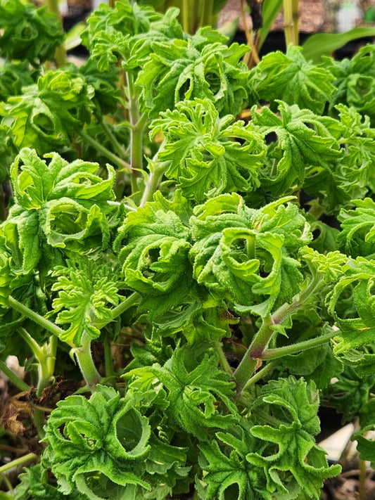 Pelargonium 'Colocho'