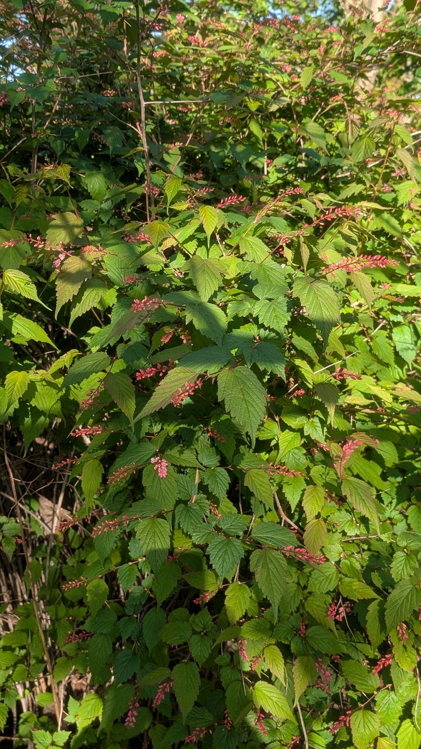 Neillia sinensis