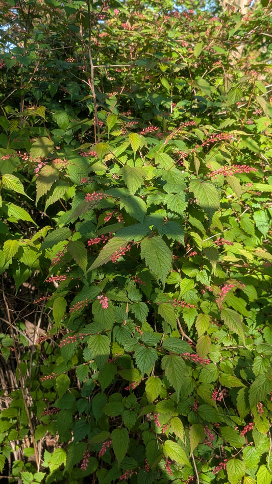 Neillia sinensis
