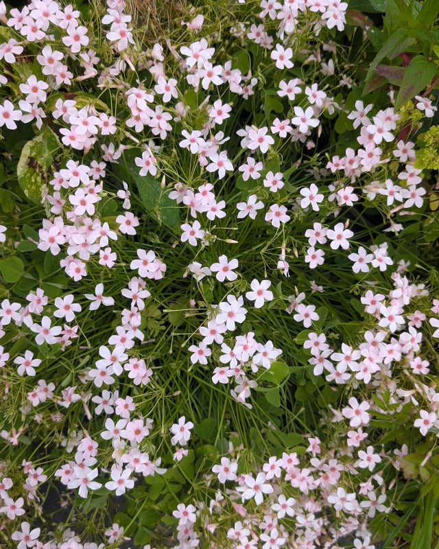 Oxalis crassipes ‘Cherry Spritzer’