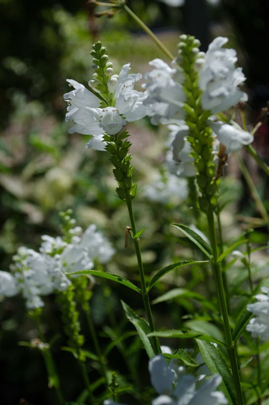 Physostegia virginiana ‘Miss Manners’