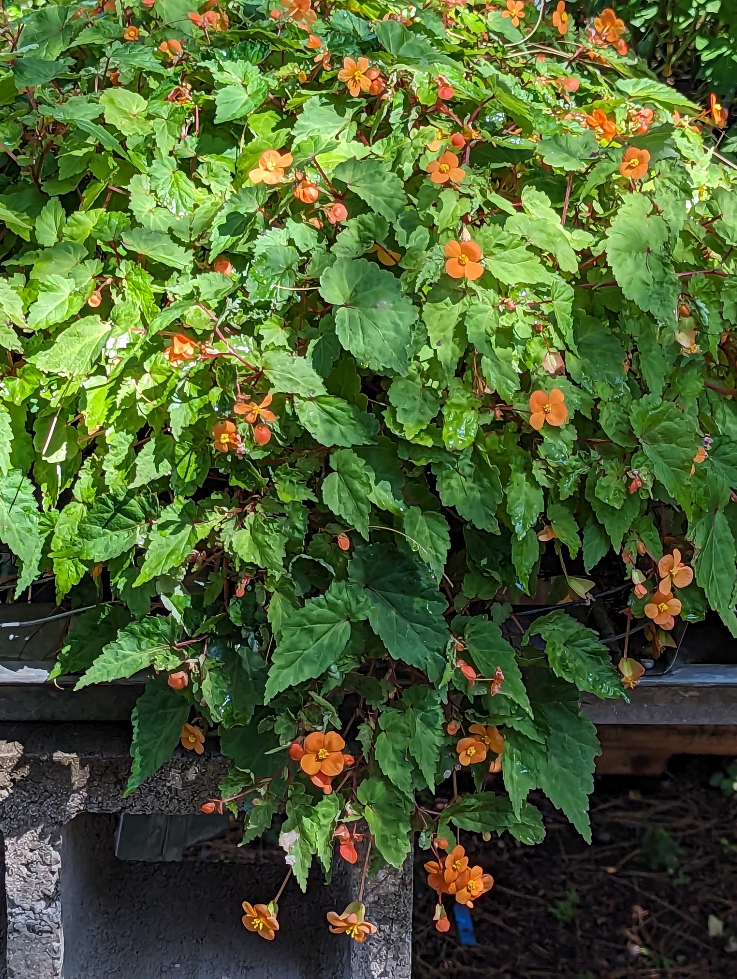 Begonia sutherlandii