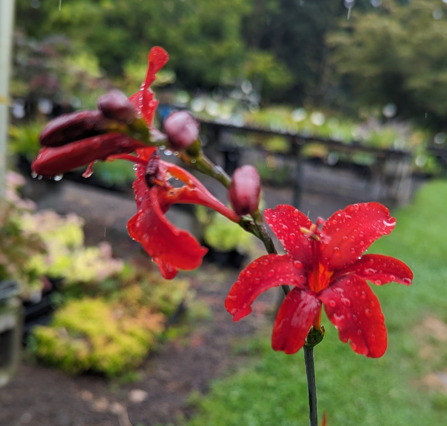 Crocosmia ‘Hellfire’