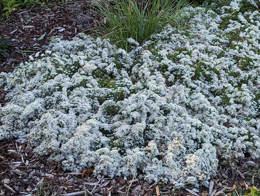 Aster ericoides 'Snow Flurry'