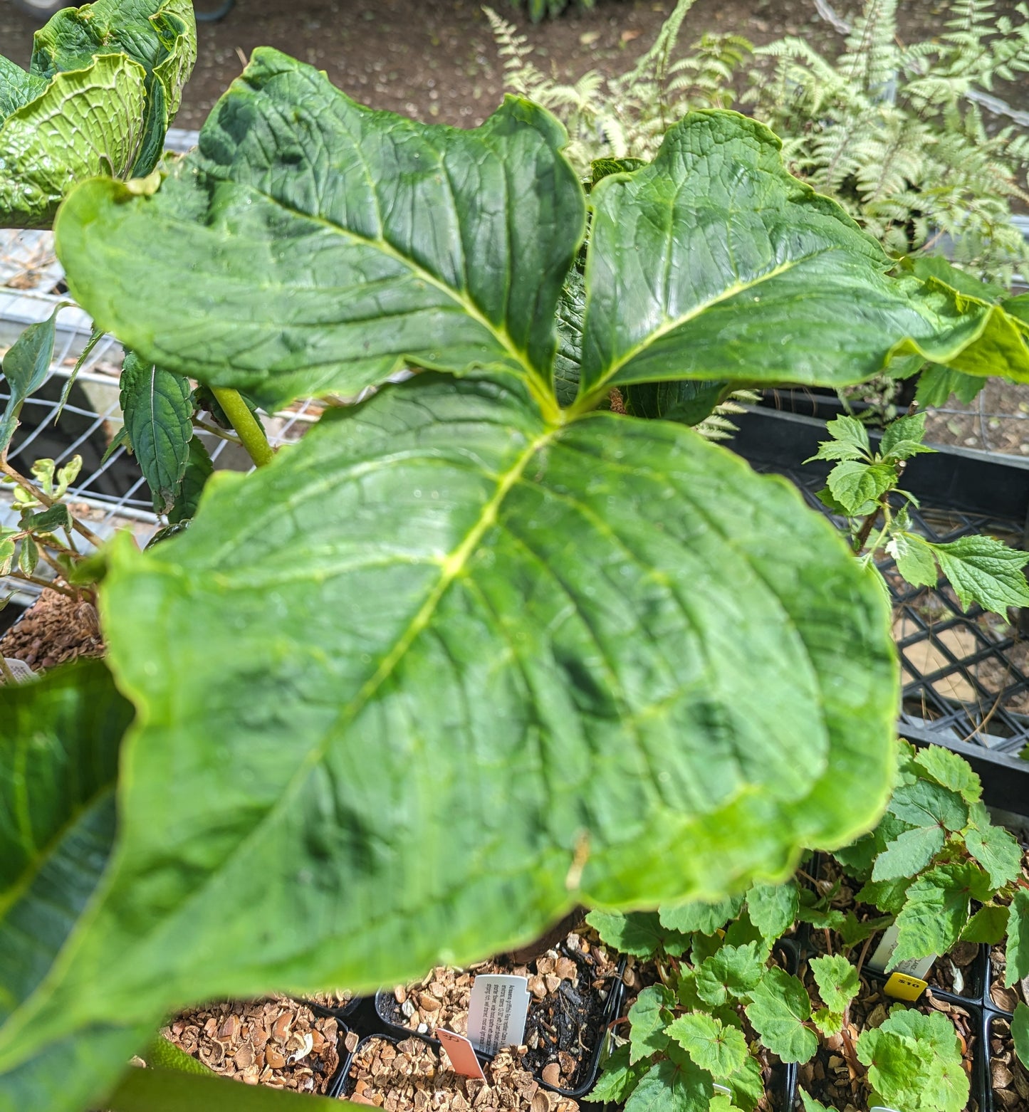 Arisaema griffithii