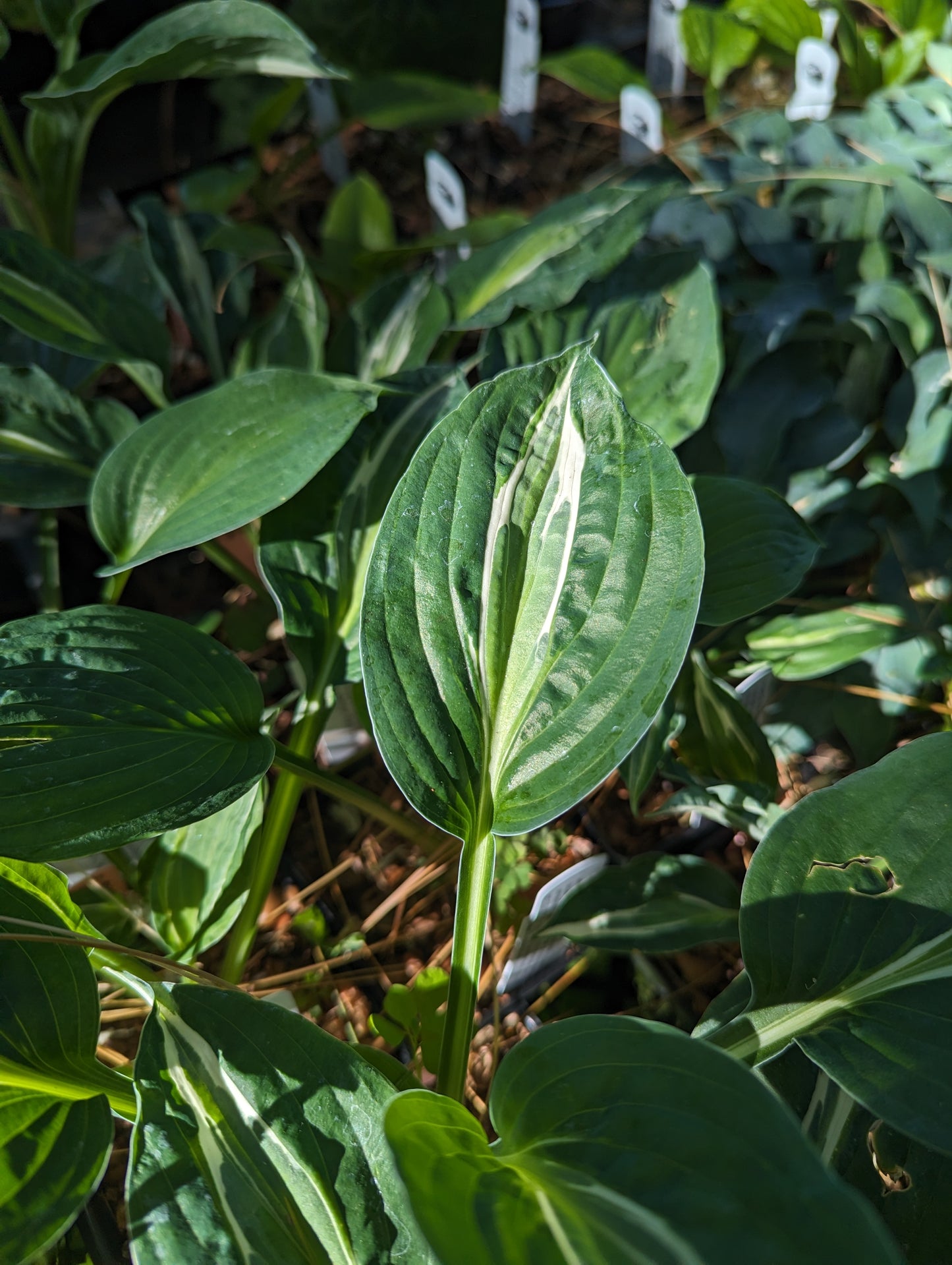 Hosta 'Snake Eyes'