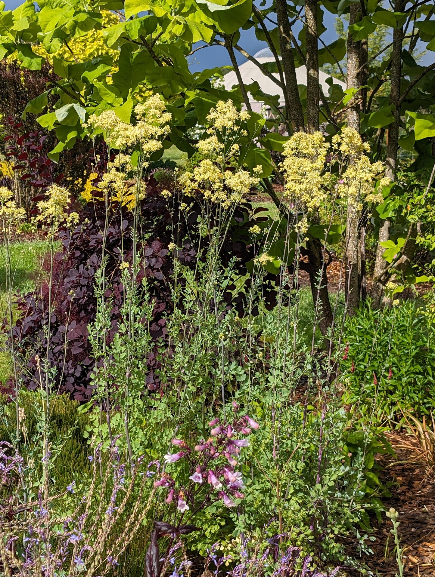 Thalictrum flavum ssp. glaucum