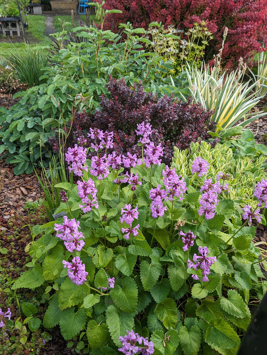 Stachys macrantha 'Robusta' DHTU0019