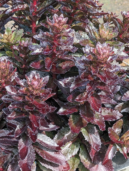 Sedum Nova® 'Cherry Fizz'